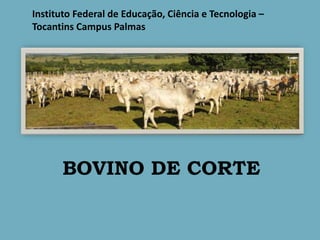 BOVINO DE CORTE
Instituto Federal de Educação, Ciência e Tecnologia –
Tocantins Campus Palmas
 
