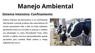 Sistema Intensivo da bovinocultura é um confinamento
total durante o período produtivo das vacas leiteiras. Os
animais permanecem lado a lado em baias individuais,
geralmente presos em correntes no pescoço e recebem
sua alimentação no cocho. Normalmente ficam soltos
durante a ordenha, uma hora aproximadamente, quando
aproveitam para caminhar. Neste sistema o manejo
ambiental não ocorre.
Manejo Ambiental
Sistema Intensivo: Confinamento
 