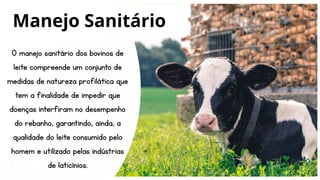 O manejo sanitário dos bovinos de
leite compreende um conjunto de
medidas de natureza profilática que
tem a finalidade de impedir que
doenças interfiram no desempenho
do rebanho, garantindo, ainda, a
qualidade do leite consumido pelo
homem e utilizado pelas indústrias
de laticínios.
Manejo Sanitário
 