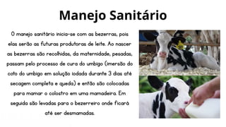 O manejo sanitário inicia-se com as bezerras, pois
elas serão as futuras produtoras de leite. Ao nascer
as bezerras são recolhidas, da maternidade, pesadas,
passam pelo processo de cura do umbigo (imersão do
coto do umbigo em solução iodada durante 3 dias até
secagem completa e queda) e então são colocadas
para mamar o colostro em uma mamadeira. Em
seguida são levadas para o bezerreiro onde ficará
até ser desmamadas.
Manejo Sanitário
 