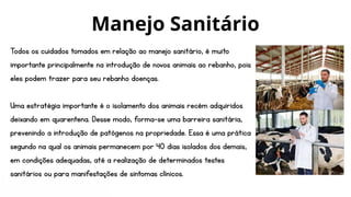 Todos os cuidados tomados em relação ao manejo sanitário, é muito
importante principalmente na introdução de novos animais ao rebanho, pois
eles podem trazer para seu rebanho doenças.
Uma estratégia importante é o isolamento dos animais recém adquiridos
deixando em quarentena. Desse modo, forma-se uma barreira sanitária,
prevenindo a introdução de patógenos na propriedade. Essa é uma prática
segundo na qual os animais permanecem por 40 dias isolados dos demais,
em condições adequadas, até a realização de determinados testes
sanitários ou para manifestações de sintomas clínicos.
Manejo Sanitário
 