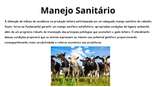 A obtenção de índices de excelência na produção leiteira está baseada em um adequado manejo sanitário do rebanho.
Assim, torna-se fundamental garantir um manejo sanitário satisfatório, apropriadas condições de higiene ambiental,
além de um programa robusto de imunização das principais patologias que acometem o gado leiteiro. O atendimento
dessas condições propiciará que os animais expressem ao máximo seu potencial genético, proporcionando,
consequentemente, maior produtividade e retorno econômico aos produtores.
Manejo Sanitário
 
