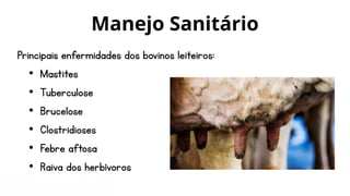 Manejo Sanitário
Principais enfermidades dos bovinos leiteiros:
• Mastites
• Tuberculose
• Brucelose
• Clostridioses
• Febre aftosa
• Raiva dos herbívoros
 