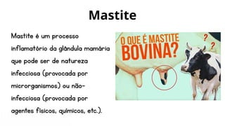 Mastite
Mastite é um processo
inflamatório da glândula mamária
que pode ser de natureza
infecciosa (provocada por
microrganismos) ou não-
infecciosa (provocada por
agentes físicos, químicos, etc.).
 