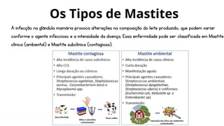 Os Tipos de Mastites
A infecção na glândula mamária provoca alterações na composição do leite produzido, que podem variar
conforme o agente infeccioso e a intensidade da doença. Essa enfermidade pode ser classificada em Mastite
clínica (ambiental) e Mastite subclínica (contagiosa).
 