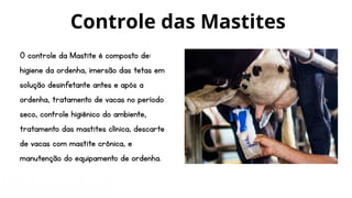 O controle da Mastite é composto de:
higiene da ordenha, imersão das tetas em
solução desinfetante antes e após a
ordenha, tratamento de vacas no período
seco, controle higiênico do ambiente,
tratamento das mastites clínica, descarte
de vacas com mastite crônica, e
manutenção do equipamento de ordenha.
Controle das Mastites
 