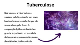 Nos bovinos, a tuberculose é
causada pelo Mycobacterium bovis,
bastonete ácido-resistente que não
se cora bem pelo Gram. A
composição lipídica do bacilo tem
grande importância na imunidade
do hospedeiro e na resistência aos
desinfetantes ácidos e álcalis.
Tuberculose
 