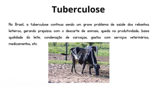 No Brasil, a tuberculose continua sendo um grave problema de saúde dos rebanhos
leiteiros, gerando prejuízos com o descarte de animais, queda na produtividade, baixa
qualidade do leite, condenação de carcaças, gastos com serviços veterinários,
medicamentos, etc.
Tuberculose
 