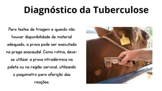 Para testes de triagem e quando não
houver disponibilidade de material
adequado, a prova pode ser executada
na prega anacaudal. Como rotina, deve-
se utilizar a prova intradérmica na
paleta ou na região cervical, utilizando
o paquímetro para aferição das
reações.
Diagnóstico da Tuberculose
 