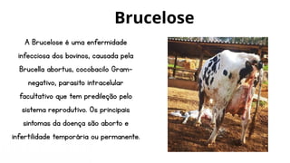 A Brucelose é uma enfermidade
infecciosa dos bovinos, causada pela
Brucella abortus, cocobacilo Gram-
negativo, parasito intracelular
facultativo que tem predileção pelo
sistema reprodutivo. Os principais
sintomas da doença são aborto e
infertilidade temporária ou permanente.
Brucelose
 
