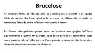 As principais fontes de infecção para os rebanhos são a placenta e os líquidos
fetais de animais abortados, geralmente ao redor do sétimo mês ou ainda, as
membranas fetais de animal infectado com o parto a termo.
As fêmeas não gestantes podem reter as bactérias nos gânglios linfáticos
supramamários e quando em gestação, após breve período de bacteriemia, esses
microrganismos são atraídos para o útero grávido, provocando aborto devido a
placentite necrótica e endometrite ulcerativa.
Brucelose
 