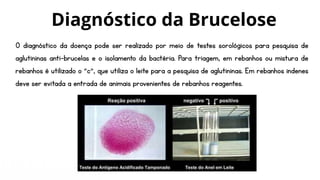 O diagnóstico da doença pode ser realizado por meio de testes sorológicos para pesquisa de
aglutininas anti-brucelas e o isolamento da bactéria. Para triagem, em rebanhos ou mistura de
rebanhos é utilizado o “c”, que utiliza o leite para a pesquisa de aglutininas. Em rebanhos indenes
deve ser evitada a entrada de animais provenientes de rebanhos reagentes.
Diagnóstico da Brucelose
 