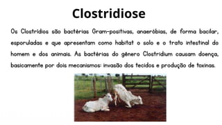 Os Clostrídios são bactérias Gram-positivas, anaeróbias, de forma bacilar,
esporuladas e que apresentam como habitat o solo e o trato intestinal do
homem e dos animais. As bactérias do gênero Clostridium causam doença,
basicamente por dois mecanismos: invasão dos tecidos e produção de toxinas.
Clostridiose
 