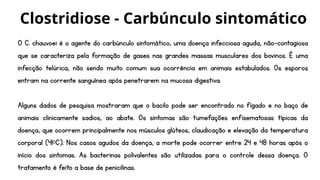 O C. chauvoei é o agente do carbúnculo sintomático, uma doença infecciosa aguda, não-contagiosa
que se caracteriza pela formação de gases nas grandes massas musculares dos bovinos. É uma
infecção telúrica, não sendo muito comum sua ocorrência em animais estabulados. Os esporos
entram na corrente sanguínea após penetrarem na mucosa digestiva.
Alguns dados de pesquisa mostraram que o bacilo pode ser encontrado no fígado e no baço de
animais clinicamente sadios, ao abate. Os sintomas são tumefações enfisematosas típicas da
doença, que ocorrem principalmente nos músculos glúteos, claudicação e elevação da temperatura
corporal (41⁰C). Nos casos agudos da doença, a morte pode ocorrer entre 24 e 48 horas após o
início dos sintomas. As bacterinas polivalentes são utilizadas para o controle dessa doença. O
tratamento é feito a base de penicilinas.
Clostridiose - Carbúnculo sintomático
 