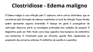 O Edema maligno é uma infecção pelo C. septicum, entre outros clostrídeos, que se
caracteriza pela formação de edemas crepitantes no local da infecção. Essas feridas
podem apresentar espuma amarelada. A doença em geral é consequência de
castração, descorna, parto ou inoculações praticadas sem cuidados de assepsia. O
diagnóstico pode ser feito tendo como base aspectos macroscópicos da sistemática
com bacterinas. O tratamento pode ser eficiente, quando feito rapidamente ao
surgimento dos primeiros sintomas. O antibiótico de escolha é a penicilina.
Clostridiose - Edema maligno
 