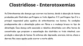 As Enterotoxemias são doenças que ocorrem nos bovinos, devido à absorção de toxinas
produzidas pelo Clostridium perfringens no trato digestivo. O C. perfringens tipo D é o
principal responsável pelos quadros de enterotoxemias nos bovinos. As condições
predisponentes são a alimentação pobre em fibras e a mudança brusca no tipo de
alimentação. Essa doença está associada a rebanhos alimentados com altos teores de
concentrados que propiciam a exacerbação dos clostrídios no trato intestinal, com
produção e absorção de toxinas. Os sintomas são: depressão, anorexia, inércia, ataxia e
diarreia. Nos casos agudos pode ocorrer a morte súbita.
Clostridiose - Enterotoxemias
 