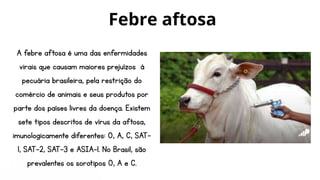 A febre aftosa é uma das enfermidades
virais que causam maiores prejuízos à
pecuária brasileira, pela restrição do
comércio de animais e seus produtos por
parte dos países livres da doença. Existem
sete tipos descritos de vírus da aftosa,
imunologicamente diferentes: O, A, C, SAT-
1, SAT-2, SAT-3 e ASIA-1. No Brasil, são
prevalentes os sorotipos O, A e C.
Febre aftosa
 