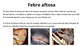 Os sinais clínicos da doença são típicos das doenças vesiculares: anorexia, febre, sialorreia, vesículas que
formam úlceras e se localizam no epitélio oral, espaços interdigitais, tetos e região coronária dos cascos. Não
há tratamento específico para a doença, por ser uma infecção viral.
O controle da doença é feito por meio da vacinação sistemática com a vacina oleosa de ação prolongada, de
acordo com calendário oficial. Essa vacinação poderá levar à erradicação.
Febre aftosa
 