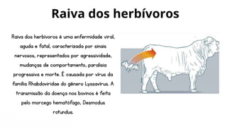 Raiva dos herbívoros é uma enfermidade viral,
aguda e fatal, caracterizada por sinais
nervosos, representados por agressividade,
mudanças de comportamento, paralisia
progressiva e morte. É causada por vírus da
família Rhabdoviridae do gênero Lyssavírus. A
transmissão da doença nos bovinos é feita
pelo morcego hematófago, Desmodus
rotundus.
Raiva dos herbívoros
 