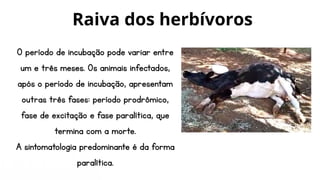 O período de incubação pode variar entre
um e três meses. Os animais infectados,
após o período de incubação, apresentam
outras três fases: período prodrômico,
fase de excitação e fase paralítica, que
termina com a morte.
A sintomatologia predominante é da forma
paralítica.
Raiva dos herbívoros
 