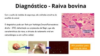 Com o auxílio de medidas de segurança, são coletadas amostras do
encéfalo do animal.
O diagnóstico pode ser feito por histologia (imunofluorescência
direta - IFD), detectando os corpúsculos de Negri, que são
característicos da raiva, e através do isolamento viral em
camundongos ou em cultivo celular.
Diagnóstico - Raiva bovina
 