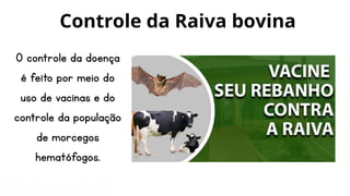 O controle da doença
é feito por meio do
uso de vacinas e do
controle da população
de morcegos
hematófogos.
Controle da Raiva bovina
 