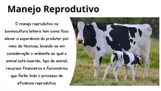 O manejo reprodutivo na
bovinocultura leiteira tem como foco
elevar a experiência do produtor por
meio de técnicas, levando-se em
consideração o ambiente ao qual o
animal está inserido, tipo de animal,
recursos financeiros e funcionários
que farão todo o processo de
eficiência reprodutiva.
Manejo Reprodutivo
 