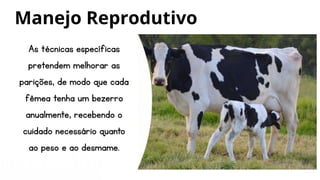 As técnicas específicas
pretendem melhorar as
parições, de modo que cada
fêmea tenha um bezerro
anualmente, recebendo o
cuidado necessário quanto
ao peso e ao desmame.
Manejo Reprodutivo
 
