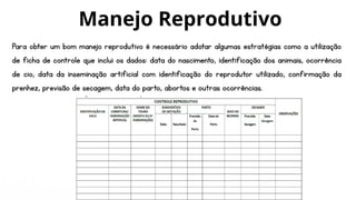 Para obter um bom manejo reprodutivo é necessário adotar algumas estratégias como a utilização
de ficha de controle que inclui os dados: data do nascimento, identificação dos animais, ocorrência
de cio, data da inseminação artificial com identificação do reprodutor utilizado, confirmação da
prenhez, previsão de secagem, data do parto, abortos e outras ocorrências.
Manejo Reprodutivo
 
