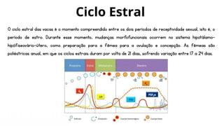 O ciclo estral das vacas é o momento compreendido entre os dois períodos de receptividade sexual, isto é, o
período de estro. Durante esse momento, mudanças morfofuncionais ocorrem no sistema hipotálamo-
hipófiseovário-útero, como preparação para a fêmea para a ovulação e concepção. As fêmeas são
poliéstricas anual, em que os ciclos estrais duram por volta de 21 dias, sofrendo variação entre 17 a 24 dias.
Ciclo Estral
 