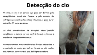 O estro, ou cio é um período que pode ser definido pela
receptibilidade sexual das fêmeas, e pelo aumento do
estrógeno produzido pelas células foliculares, e pode durar
entre 12 e 30 horas em vacas.
As altas concentrações de estrógeno nesse período
sensibilizam o sistema nervoso central, levando a fêmea a
manifestar comportamento sexual.
O comportamento mais característico do início dessa fase é
a aceitação da monta por outras fêmeas ou pelo macho,
resultante da ocorrência do pico de LH pré-ovulatório.
Detecção do cio
 