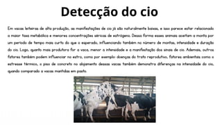 Em vacas leiteiras de alta produção, as manifestações de cio já são naturalmente baixas, e isso parece estar relacionado
a maior taxa metabólica e menores concentrações séricas de estrógeno. Dessa forma esses animais aceitam a monta por
um período de tempo mais curto do que o esperado, influenciando também no número de montas, intensidade e duração
do cio. Logo, quanto mais produtora for a vaca, menor a intensidade e a manifestação dos sinais de cio. Ademais, outros
fatores também podem influenciar no estro, como por exemplo: doenças do trato reprodutivo, fatores ambientais como o
estresse térmico, o piso de concreto no alojamento dessas vacas também demonstra diferenças na intensidade do cio,
quando comparado a vacas mantidas em pasto.
Detecção do cio
 
