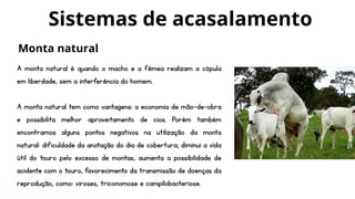 A monta natural é quando o macho e a fêmea realizam a cópula
em liberdade, sem a interferência do homem.
A monta natural tem como vantagens: a economia de mão-de-obra
e possibilita melhor aproveitamento de cios. Porém também
encontramos alguns pontos negativos na utilização da monta
natural: dificuldade da anotação do dia de cobertura; diminui a vida
útil do touro pelo excesso de montas, aumenta a possibilidade de
acidente com o touro, favorecimento da transmissão de doenças da
reprodução, como: viroses, triconomose e campilobacteriose.
Sistemas de acasalamento
Monta natural
 
