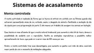 A monta controlada é realizada de forma que os touros só entram em contato com as fêmeas quando elas
estiverem apresentando sinais de cio, evitando, assim, o desgaste do animal e facilitando a anotação do dia
da cópula para uma programação do parto. E até mesmo um trabalho de secagem nos animais em lactação.
Essa técnica é mais eficiente do que a monta natural tradicional, pois aumenta a vida útil do touro, diminui a
possibilidade de acidente com o reprodutor, facilita as anotações reprodutivas e possibilita melhor
aproveitamento do touro, que pode vir a servir mais de 100 vacas por ano.
Porém, a monta controlada traz suas desvantagens, pois aumenta os gastos com mão de obra, acarreta
maior perda de cios e necessita de instalações adequadas.
Sistemas de acasalamento
Monta controlada
 