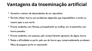 • Aumenta o número de descendentes de um reprodutor.
• Permite utilizar touros com problemas adquiridos que impossibilitem a monta ou
mesmo após a sua morte.
• Previne acidentes com fêmeas, principalmente as novilhas, em cruzamentos com
touros pesados.
• Previne acidentes com pessoas, pelo comportamento agressivo de alguns touros.
• Reduz a dificuldade no parto, pelo uso de touros que, comprovadamente, produzem
filhos de pequeno porte no nascimento.
Vantagens da Inseminação artificial
 