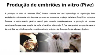 A produção in vitro de embriões (Pive) bovinos consiste em uma biotecnologia da reprodução bem
estabelecida e atualmente está disponível para uso em sistemas de produção de leite no Brasil. Essa biotécnica
favorece o melhoramento genético animal, pois aumenta consideravelmente a produção de animais
geneticamente superiores a partir de material genético selecionado. A Pive visa produzir um grande número
de embriões, permitindo aumentar consideravelmente o número de descendentes gerados por doadora.
Produção de embriões in vitro (Pive)
 