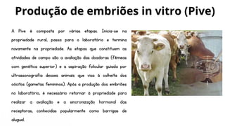A Pive é composta por várias etapas. Inicia-se na
propriedade rural, passa para o laboratório e termina
novamente na propriedade. As etapas que constituem as
atividades de campo são a avaliação das doadoras (fêmeas
com genética superior) e a aspiração folicular guiada por
ultrassonografia desses animais que visa à colheita dos
oócitos (gametas femininos). Após a produção dos embriões
no laboratório, é necessário retornar à propriedade para
realizar a avaliação e a sincronização hormonal das
receptoras, conhecidas popularmente como barrigas de
aluguel.
Produção de embriões in vitro (Pive)
 