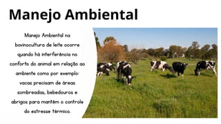 Manejo Ambiental na
bovinocultura de leite ocorre
quando há interferência no
conforto do animal em relação ao
ambiente como por exemplo:
vacas precisam de áreas
sombreadas, bebedouros e
abrigos para mantêm o controle
do estresse térmico.
Manejo Ambiental
 