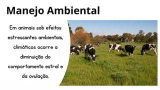 Em animais sob efeitos
estressantes ambientais,
climáticos ocorre a
diminuição do
comportamento estral e
da ovulação.
Manejo Ambiental
 