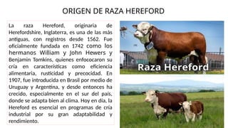BOVINO RAZA HEREFORD caracteristicas fundamentales | PPTX
