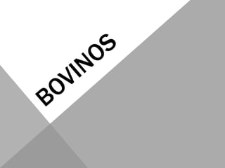 Bovinos,[object Object]