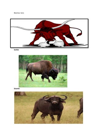 Bovinos: toro
bufalo
bisonte
 