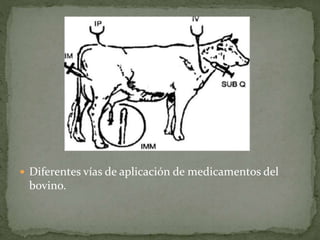  Diferentes vías de aplicación de medicamentos del
bovino.
 