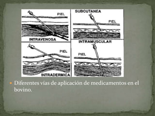  Diferentes vías de aplicación de medicamentos en el
bovino.
 