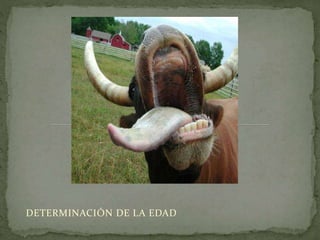 DETERMINACIÓN DE LA EDAD
 