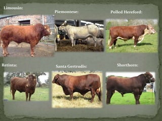 Limousin:
Piemontese: Polled Hereford:
Retinta: Santa Gertrudis: Shorthorn:
 
