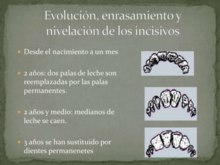  Desde el nacimiento a un mes
 2 años: dos palas de leche son
reemplazadas por las palas
permanentes.
 2 años y medio: medianos de
leche se caen.
 3 años se han sustituido por
dientes permanenetes
 