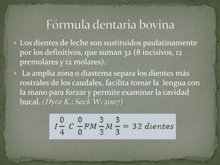  Los dientes de leche son sustituidos paulatinamente
por los definitivos, que suman 32 (8 incisivos, 12
premolares y 12 molares).
 La amplia zona o diastema separa los dientes más
rostrales de los caudales, facilita tomar la lengua con
la mano para forzar y permite examinar la cavidad
bucal. (Dyce K.; Sack W; 2007)
 