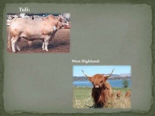 Tuli:
West Highland:
 