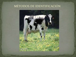 MÉTODOS DE IDENTIFICACIÓN
 